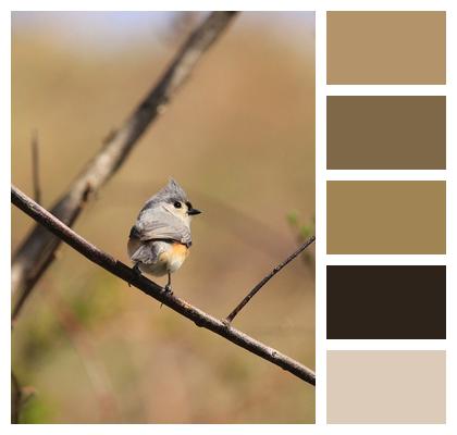 Feathers Bird Tufted Titmouse Image